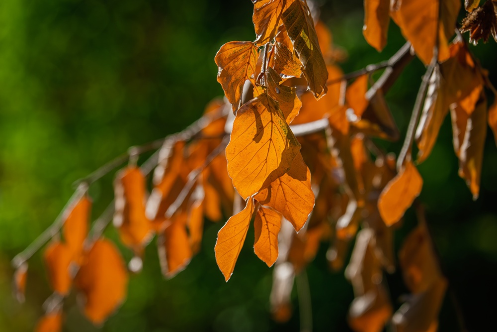 Herbstzeit - Wanderzeit